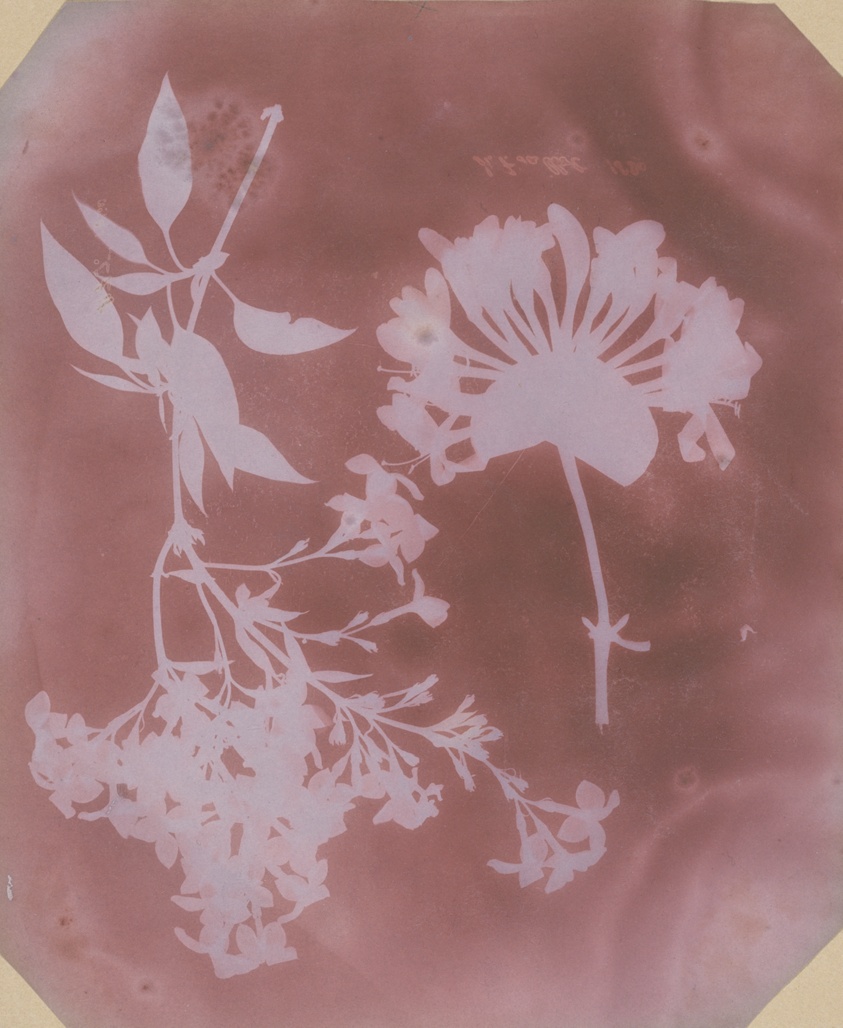Pale silhouettes of two flowering branches.
