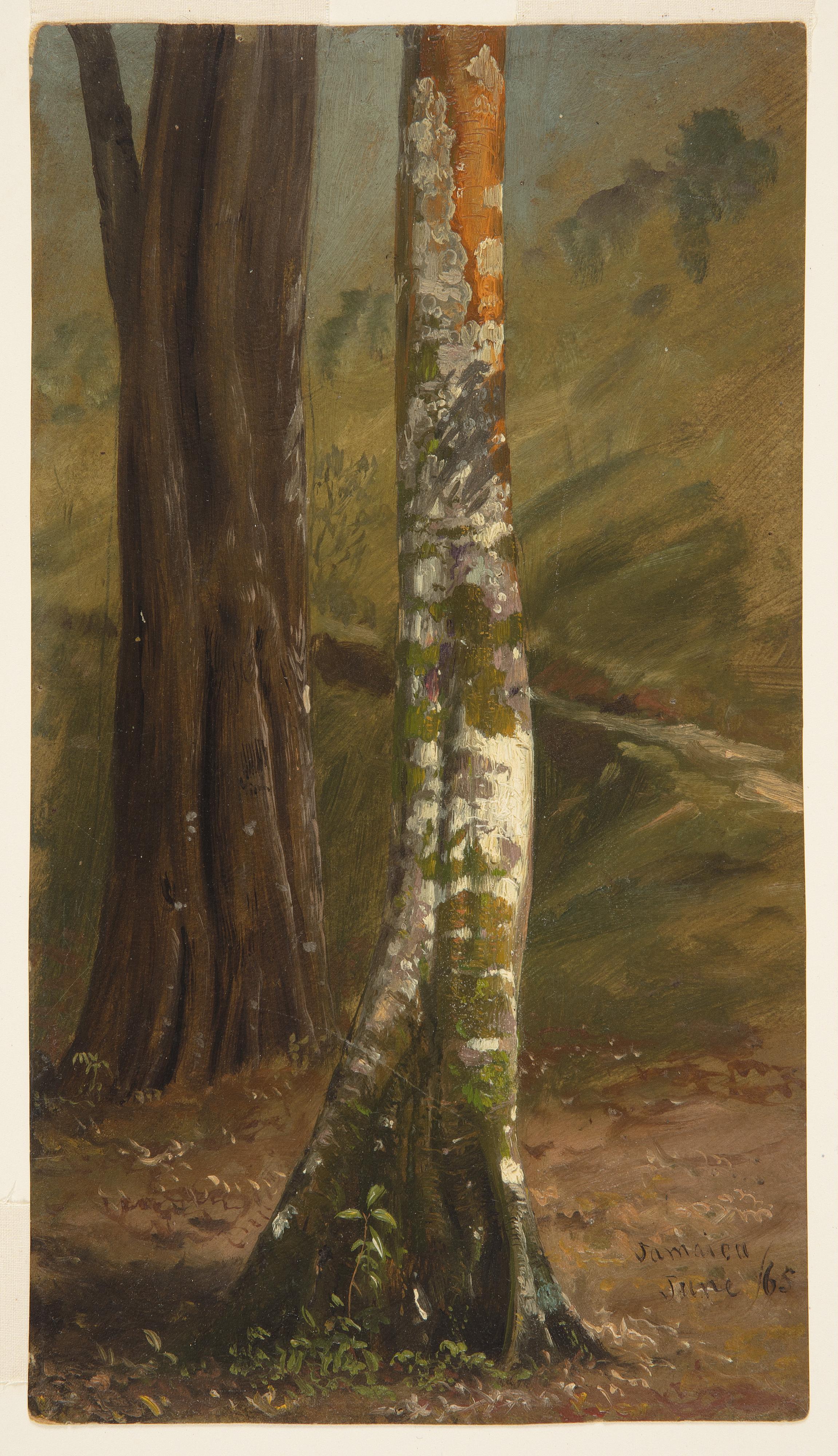 TREE TRUNK, JAMAICA
