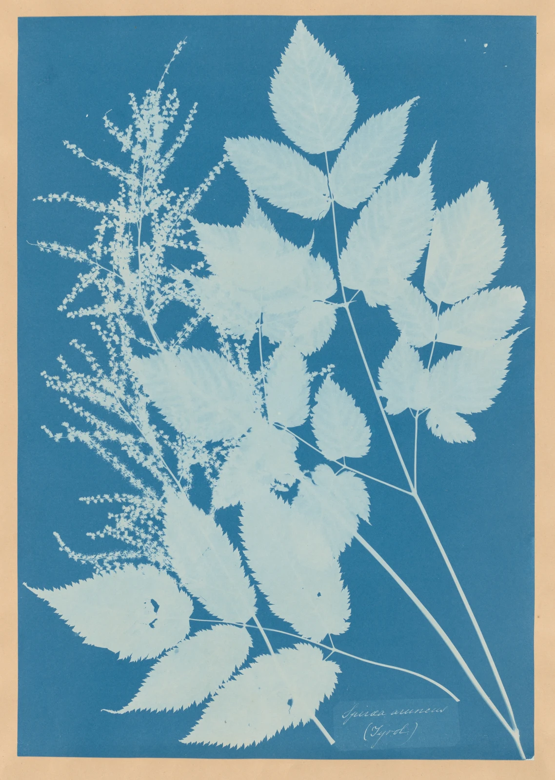 Pale branching leaves and stems appear against a deep cyanotype blue.